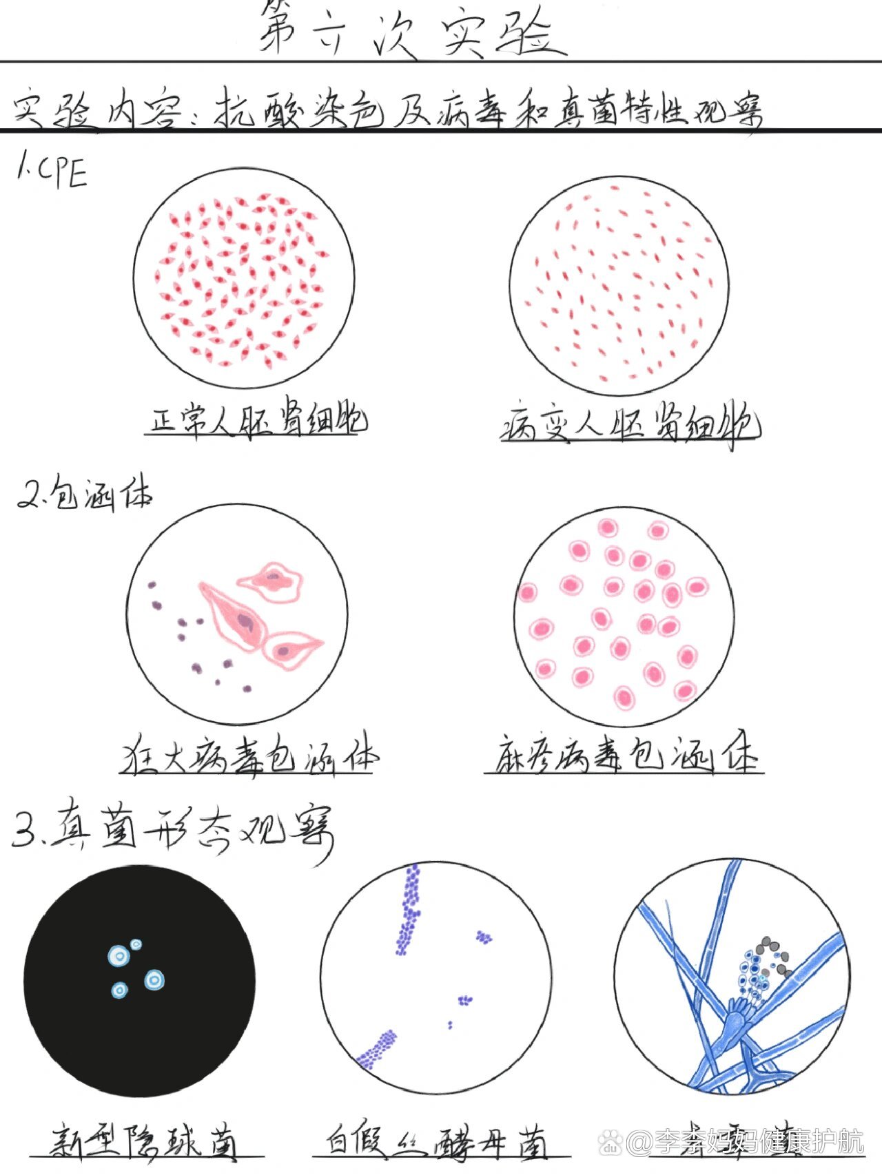 曲霉实验报告图手绘图片