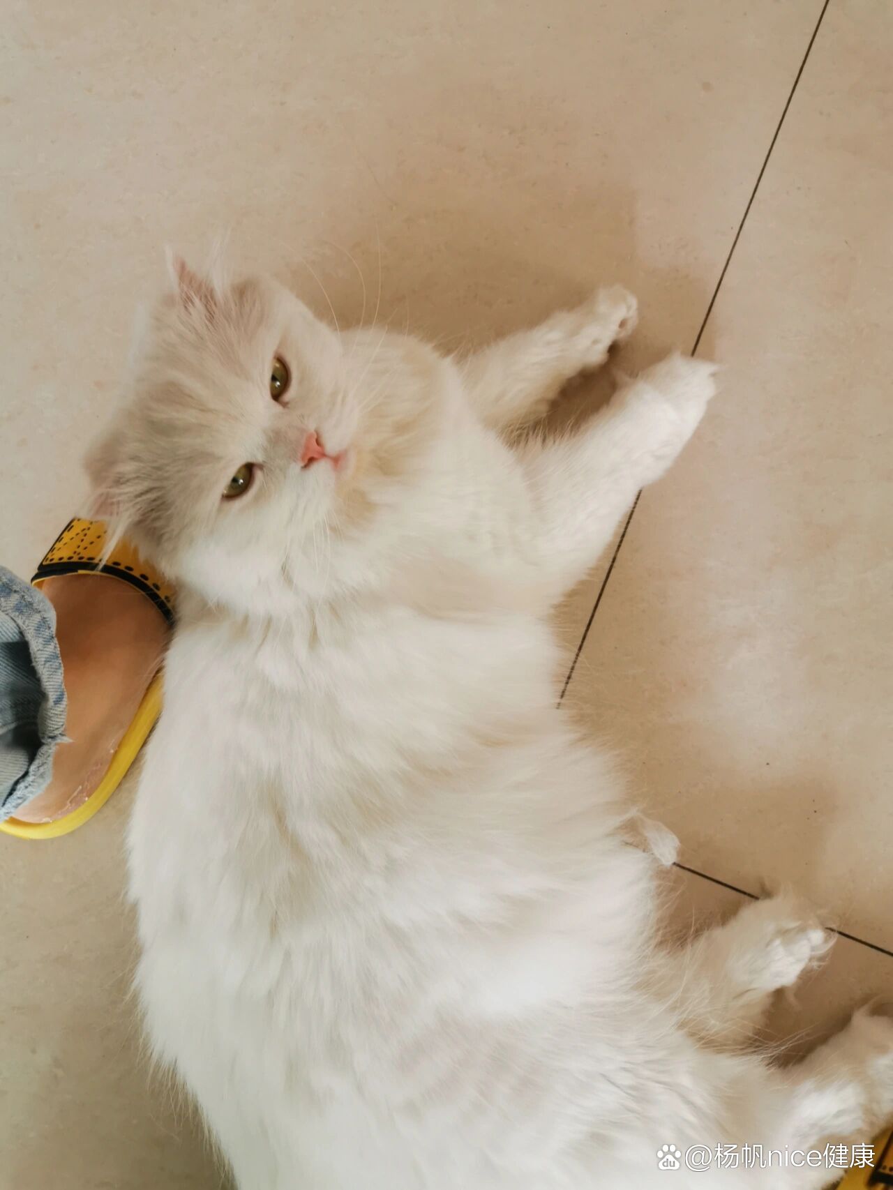 拔智齿～塞明胶海绵