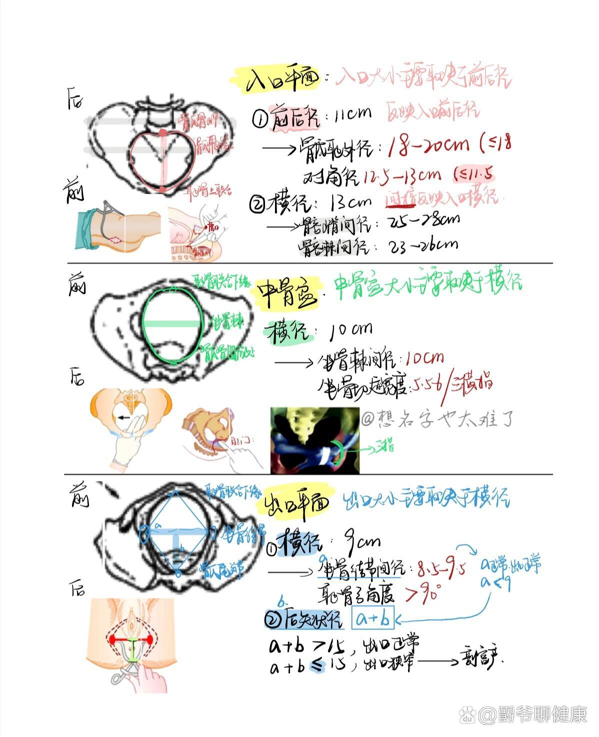 骨产道中骨盆平面图片