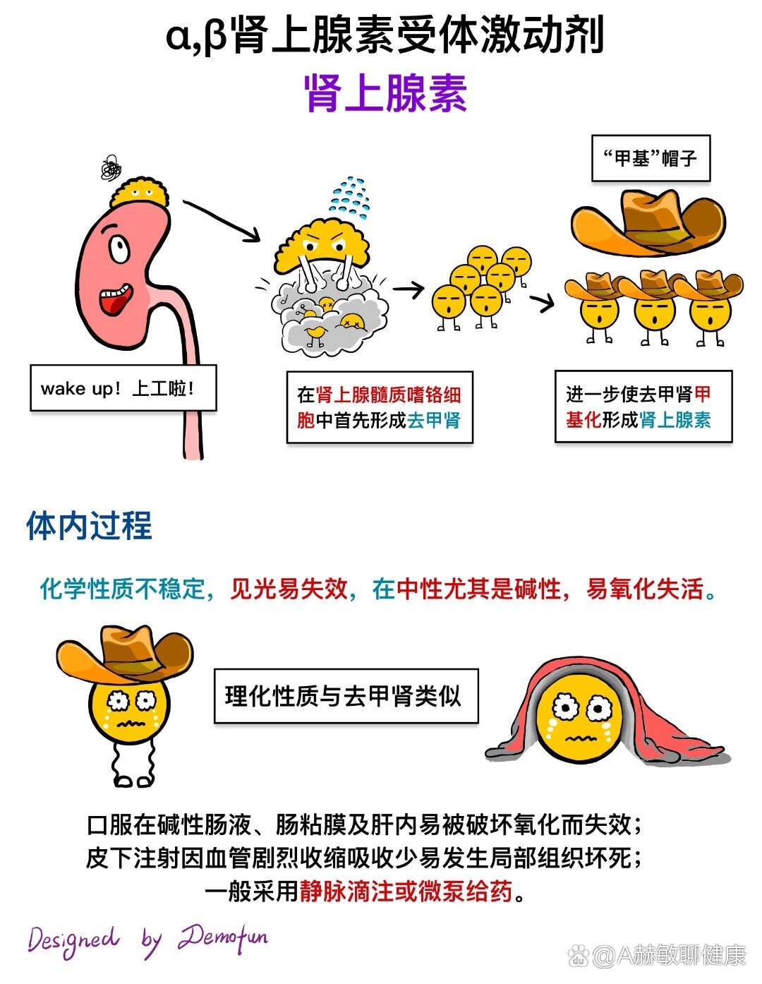 去甲肾上腺素的作用图片