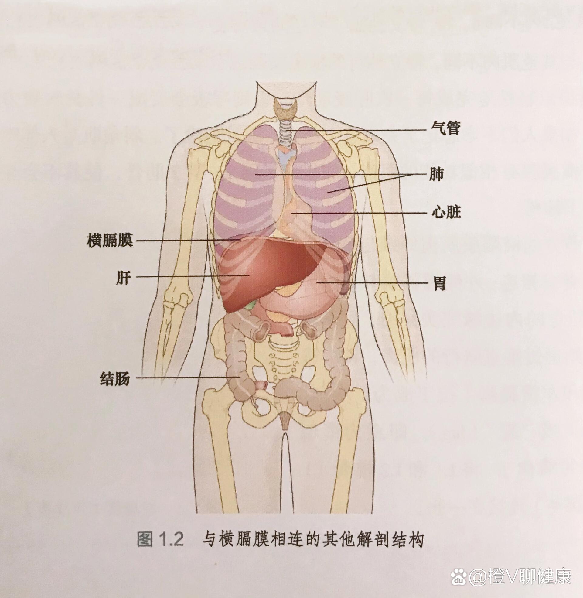 肺与肋骨的位置图图片