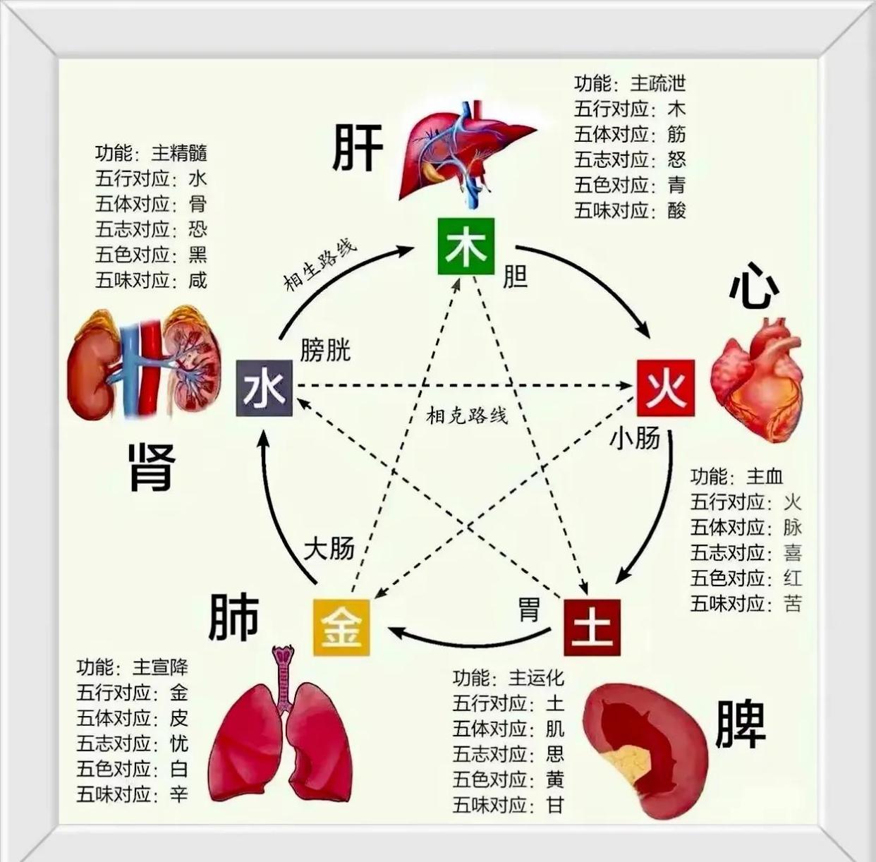 中医五行五脏五味五方全解析