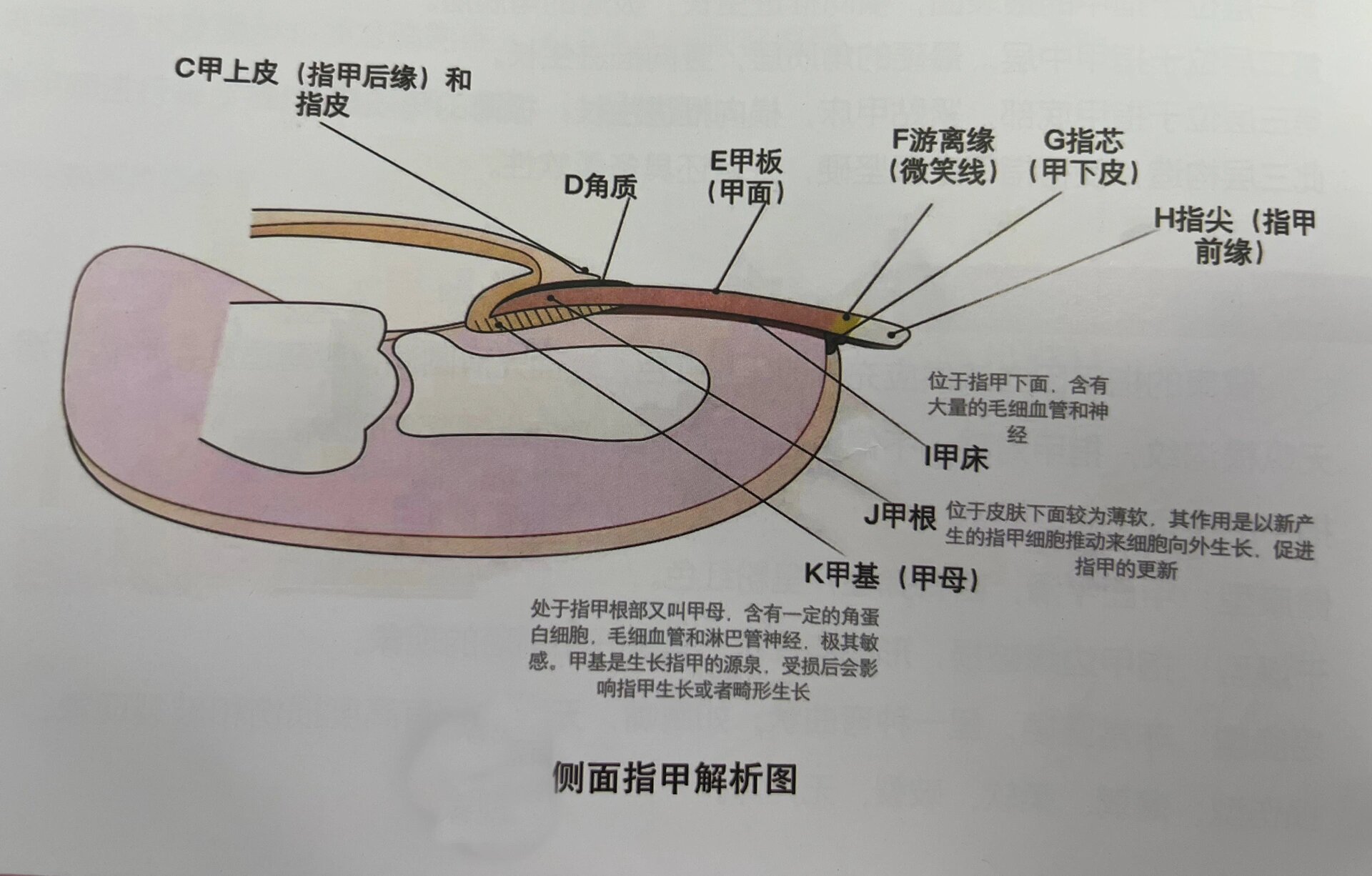 指甲结构图及分解图片