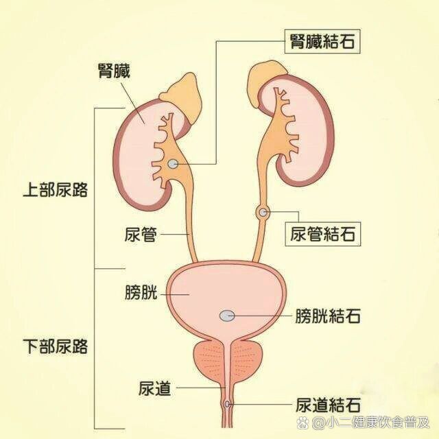 尿道的三个狭窄图片