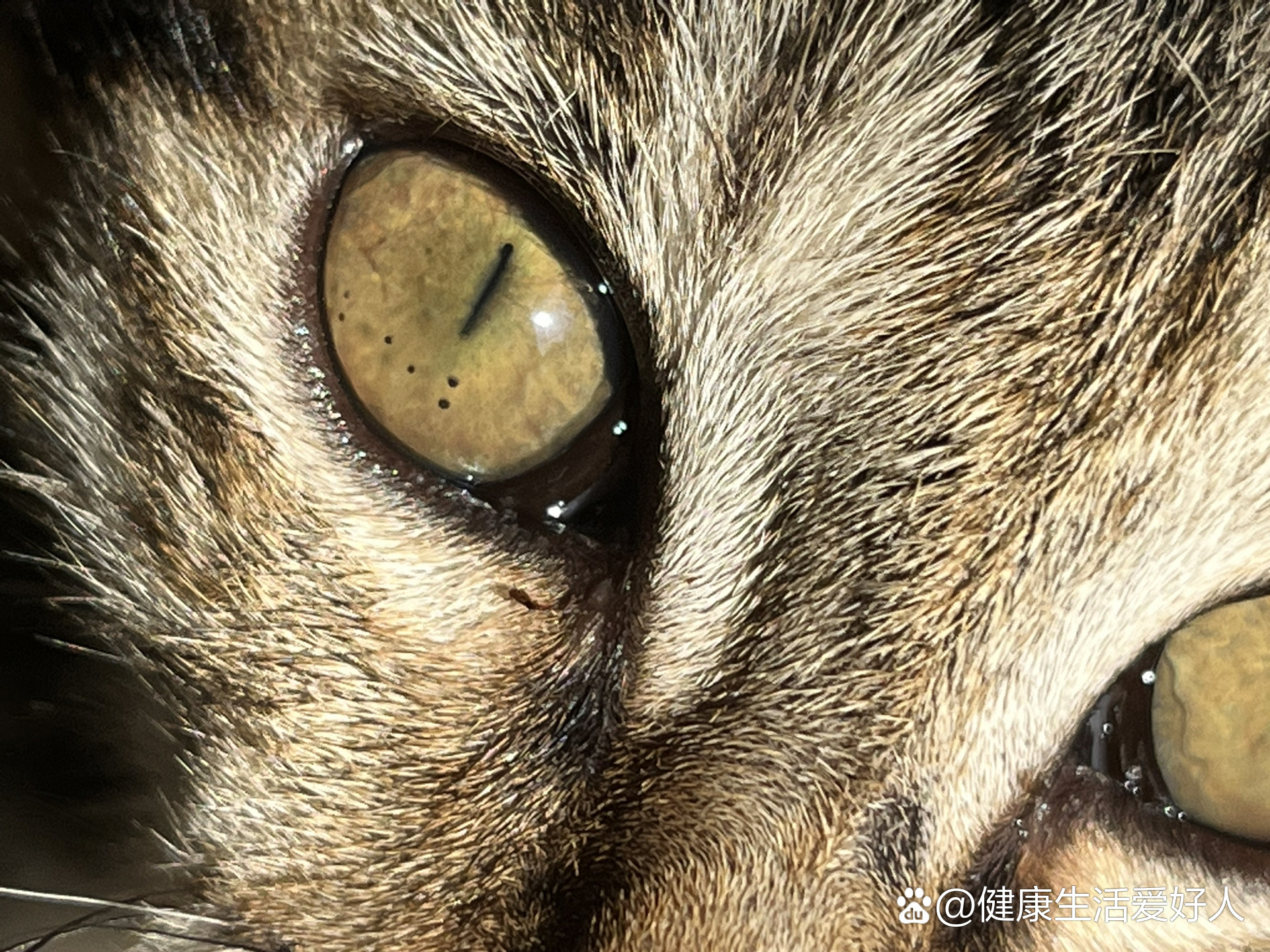 有人知道猫咪眼睛上的小黑点是什么吗?