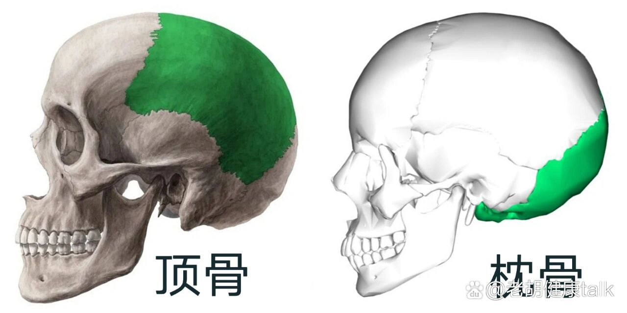 扁头与脸部美学结构的关系