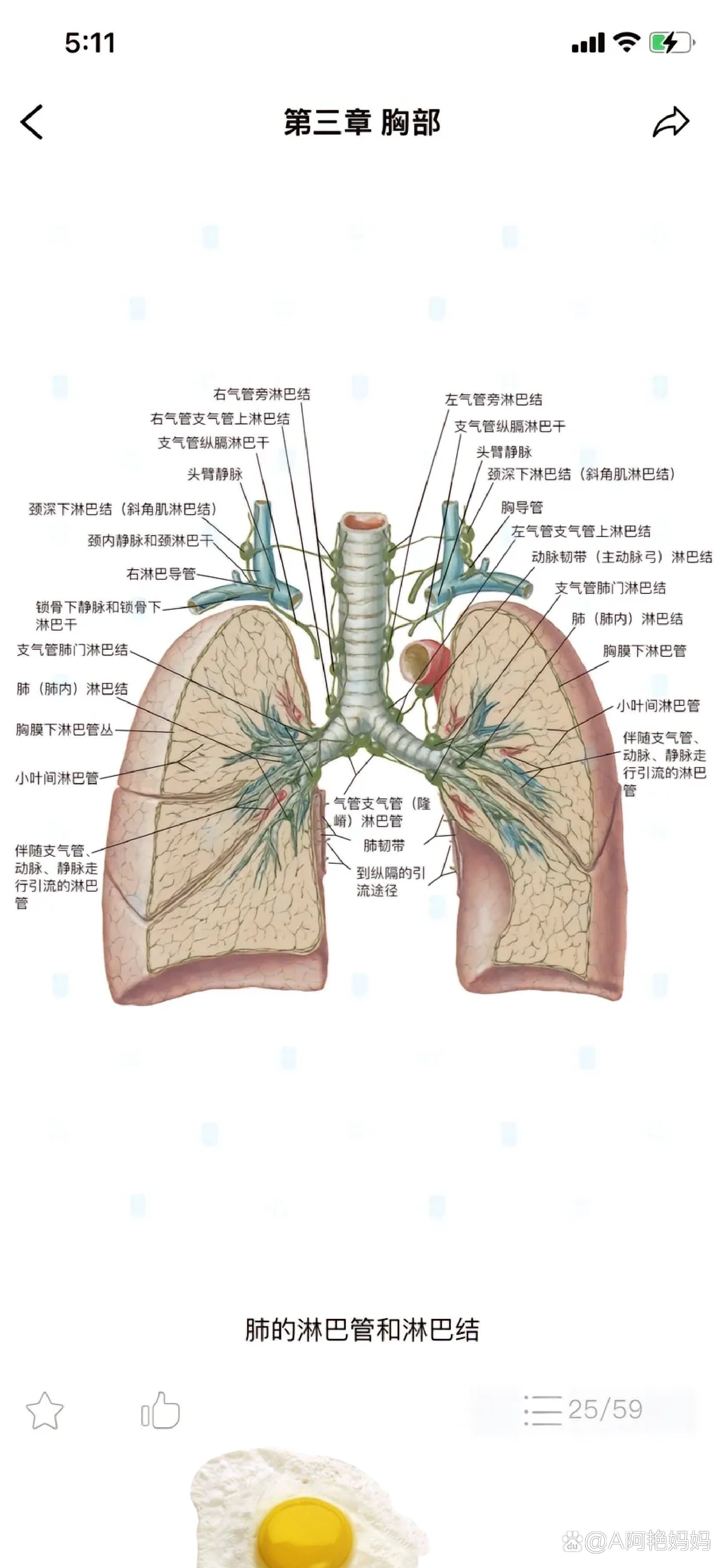 医学生必备神仙图谱/肺的解剖