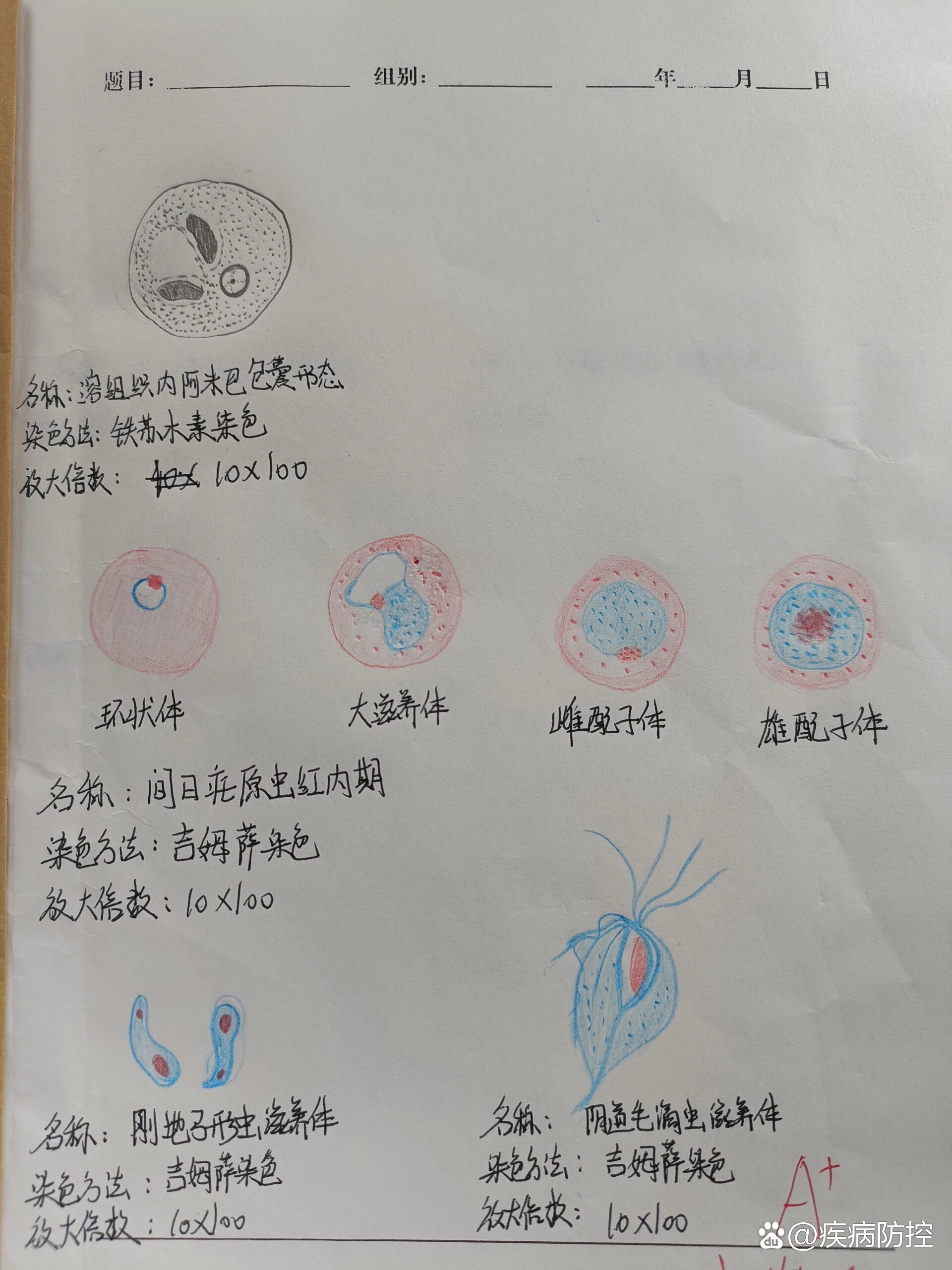 刚地弓形虫滋养体绘图图片