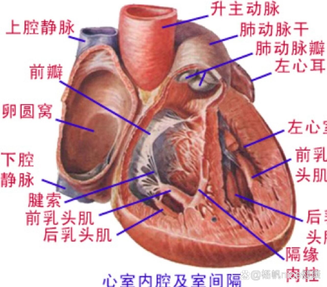 心脏的构造