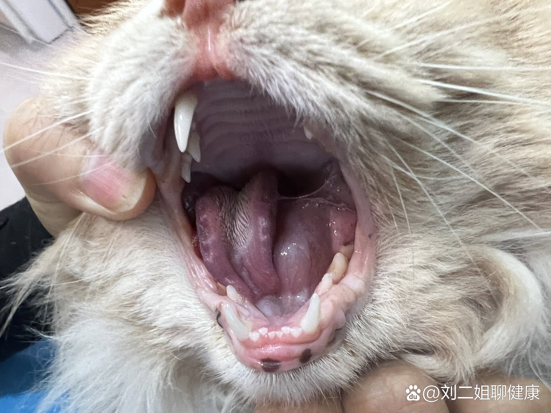 猫咪舌下腺颌下腺囊肿-经验分享