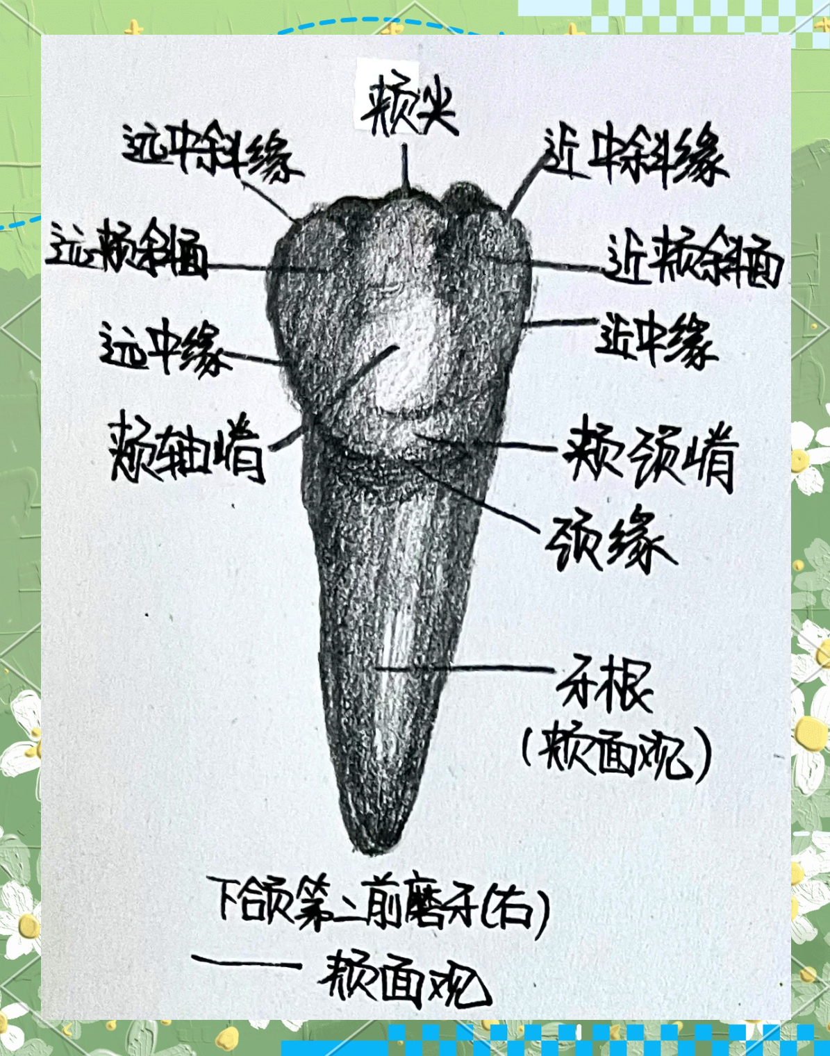 下颌第二前磨牙的全方位解析