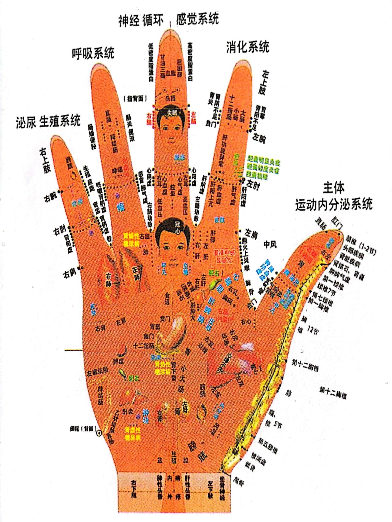 手掌部位图及名称图图片