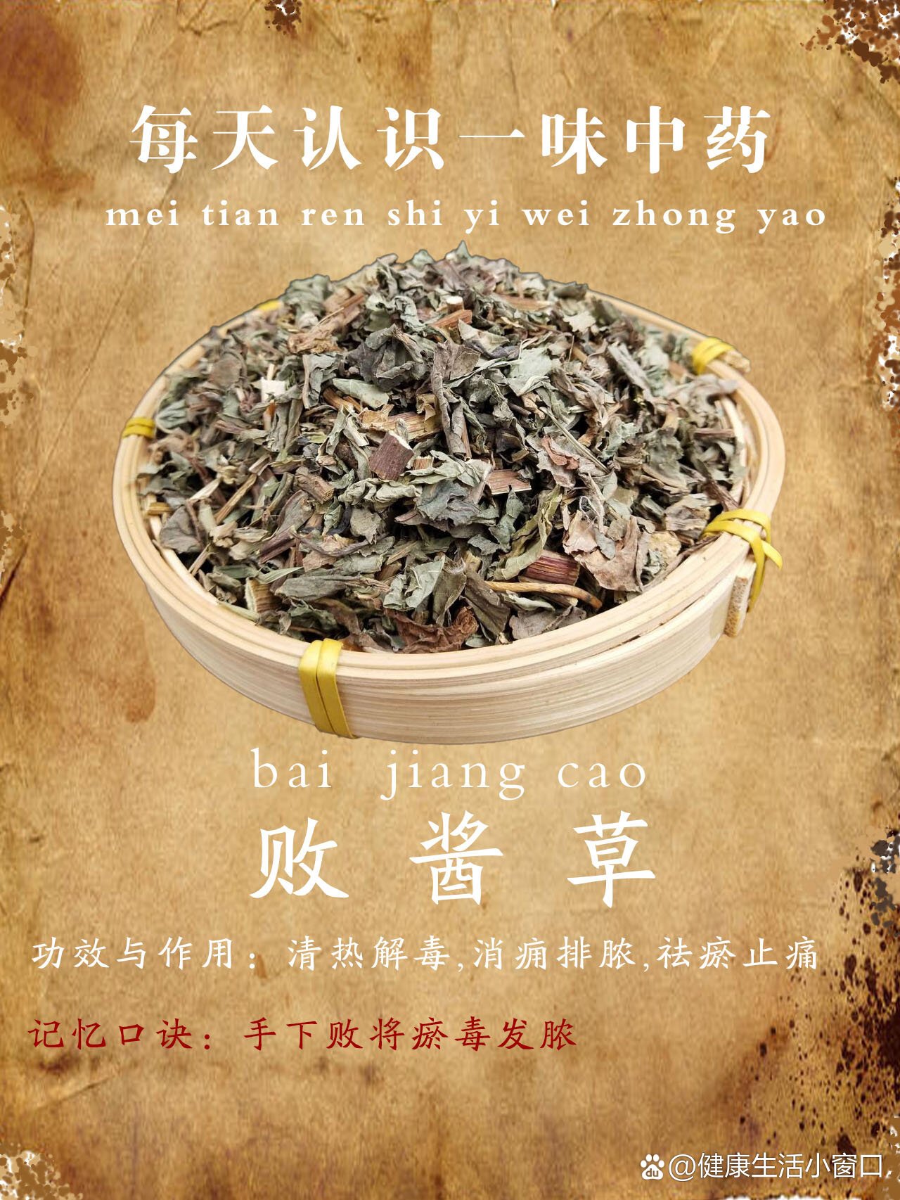 每天记住一味中药——败酱草