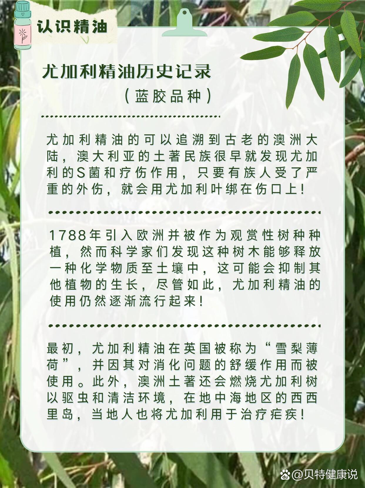 认识精油之尤加利