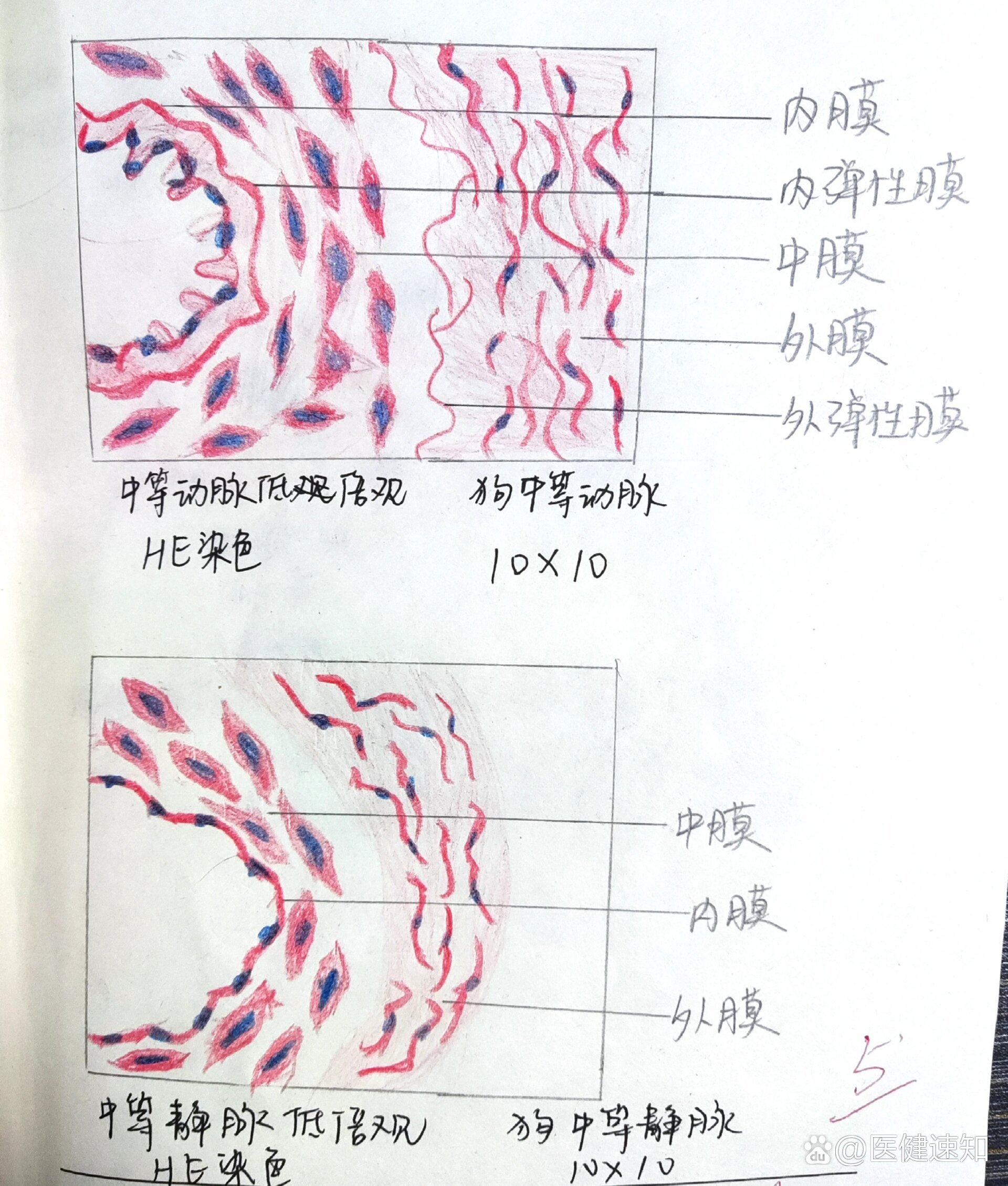 浆细胞画图红蓝铅笔图片