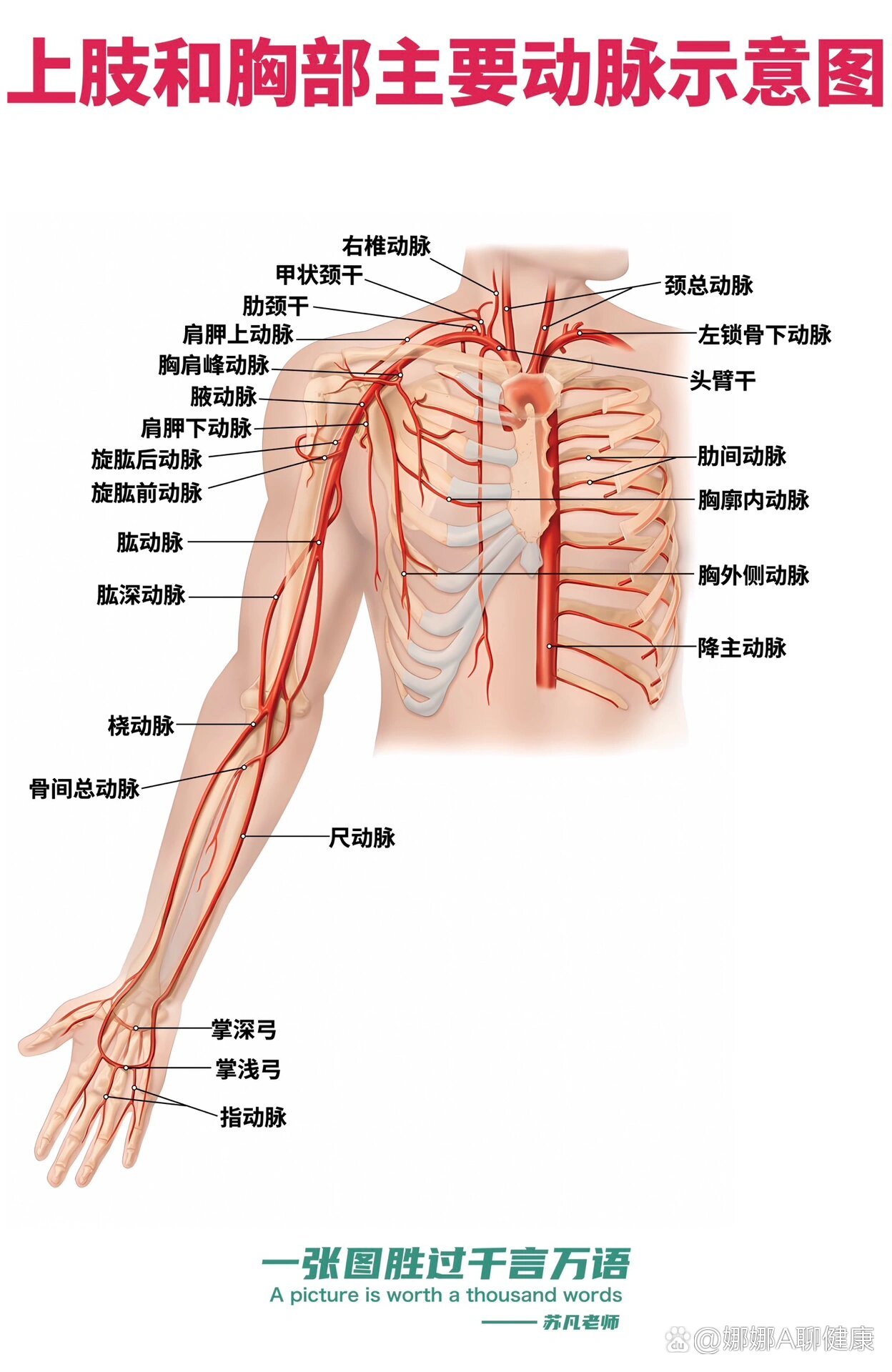 上肢动脉分布图图片