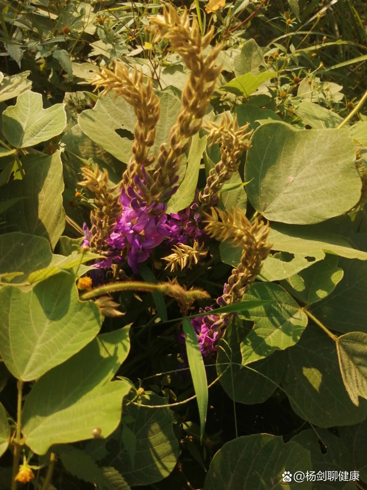 药食同源植物葛藤(葛根)