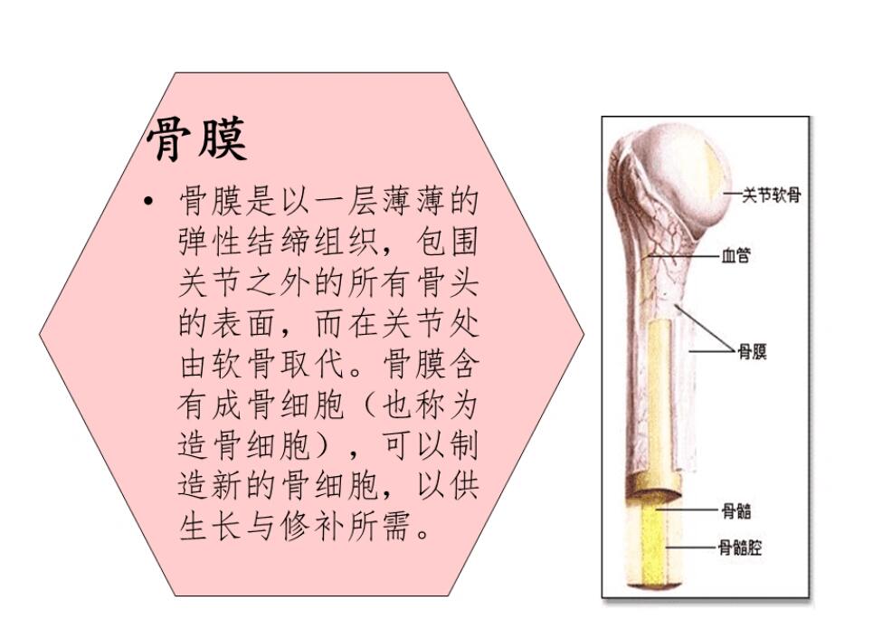 膜内成骨图片