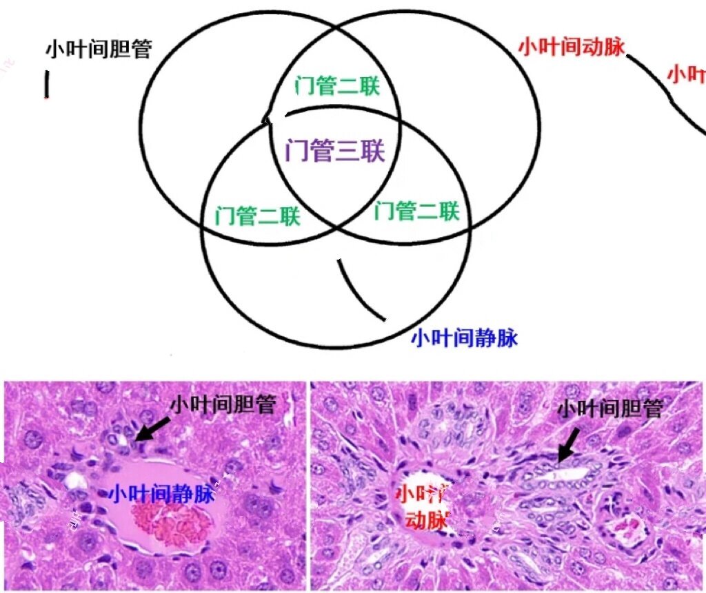 肝门管区图片