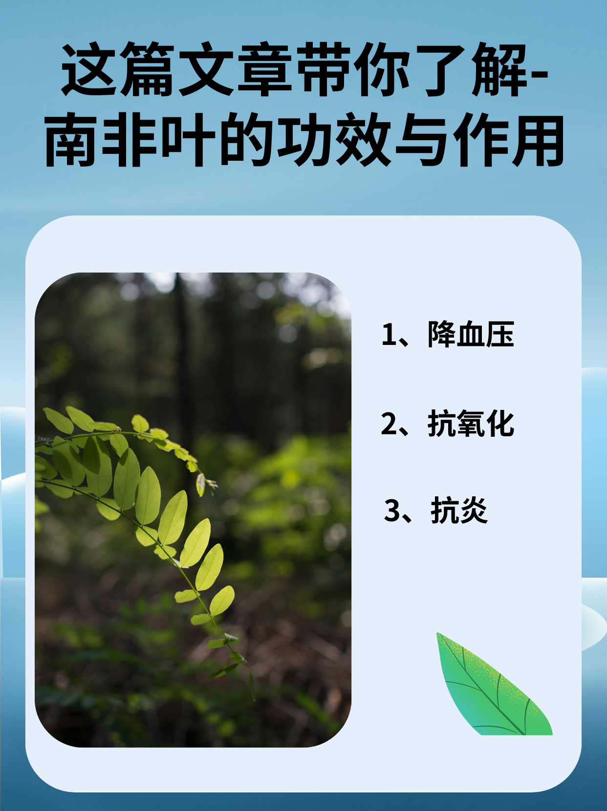 这篇文章带你了解-南非叶的功效与作用