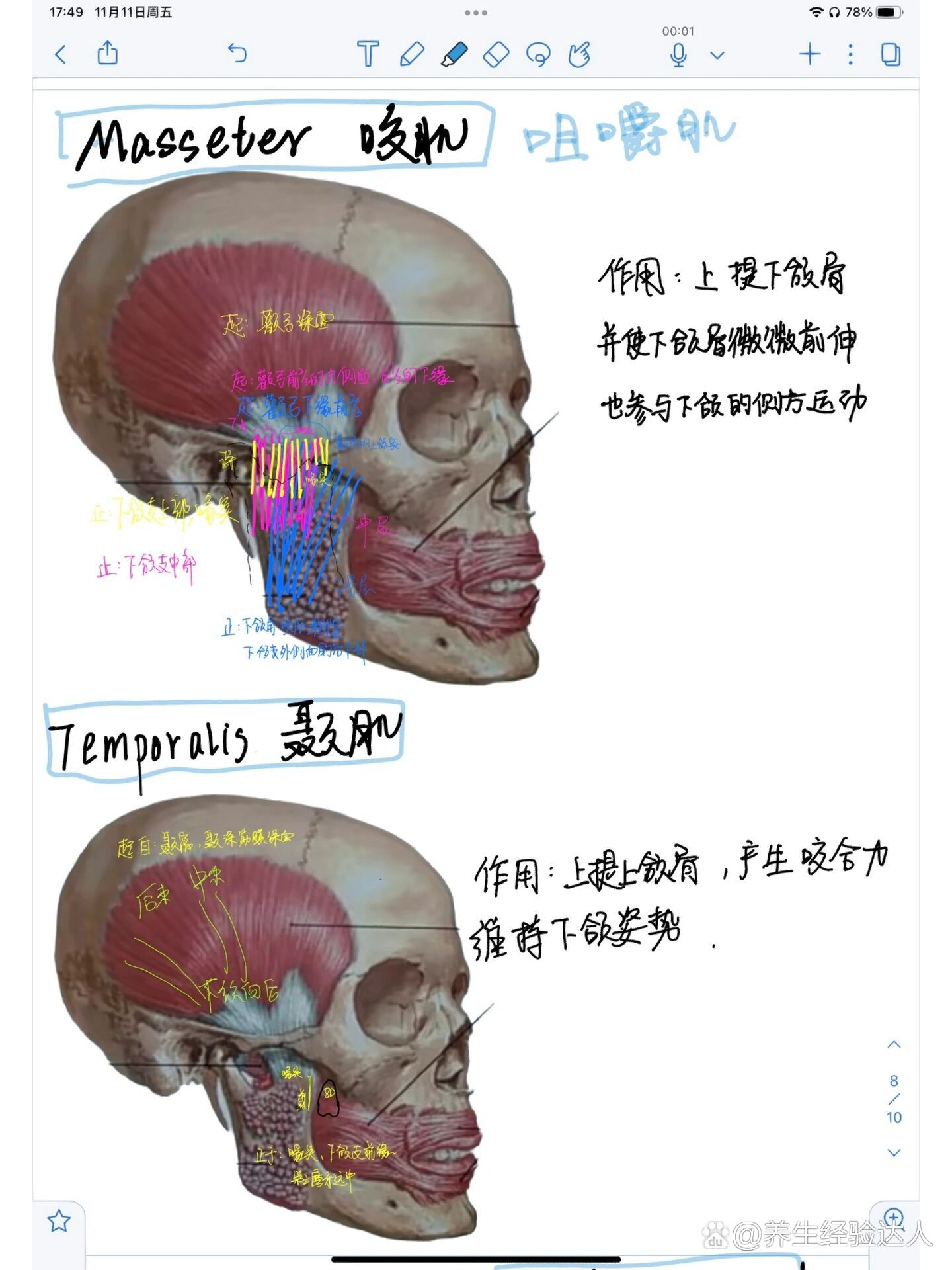 口腔肌肉图解图片