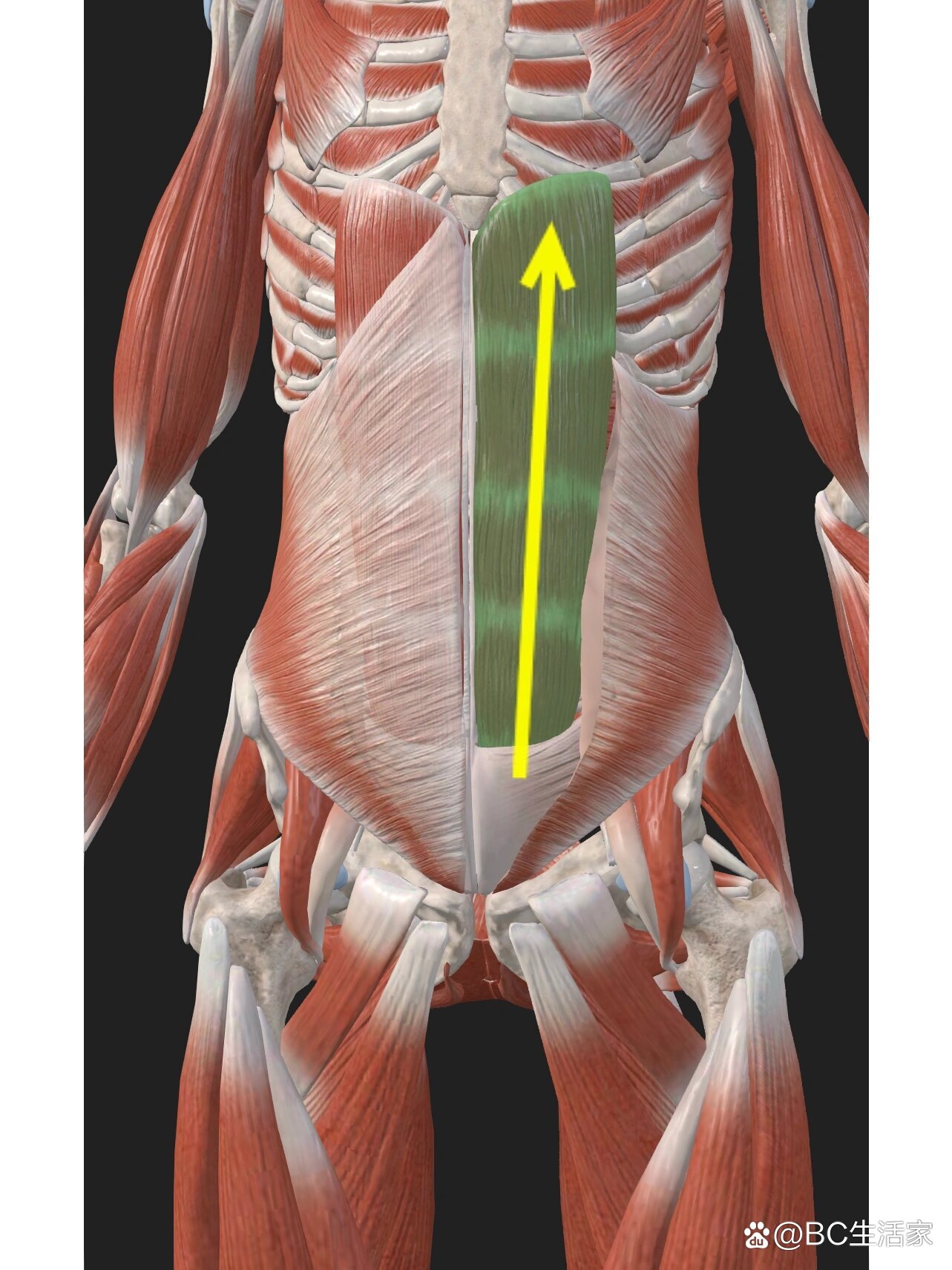 腹直肌鞘前层图片