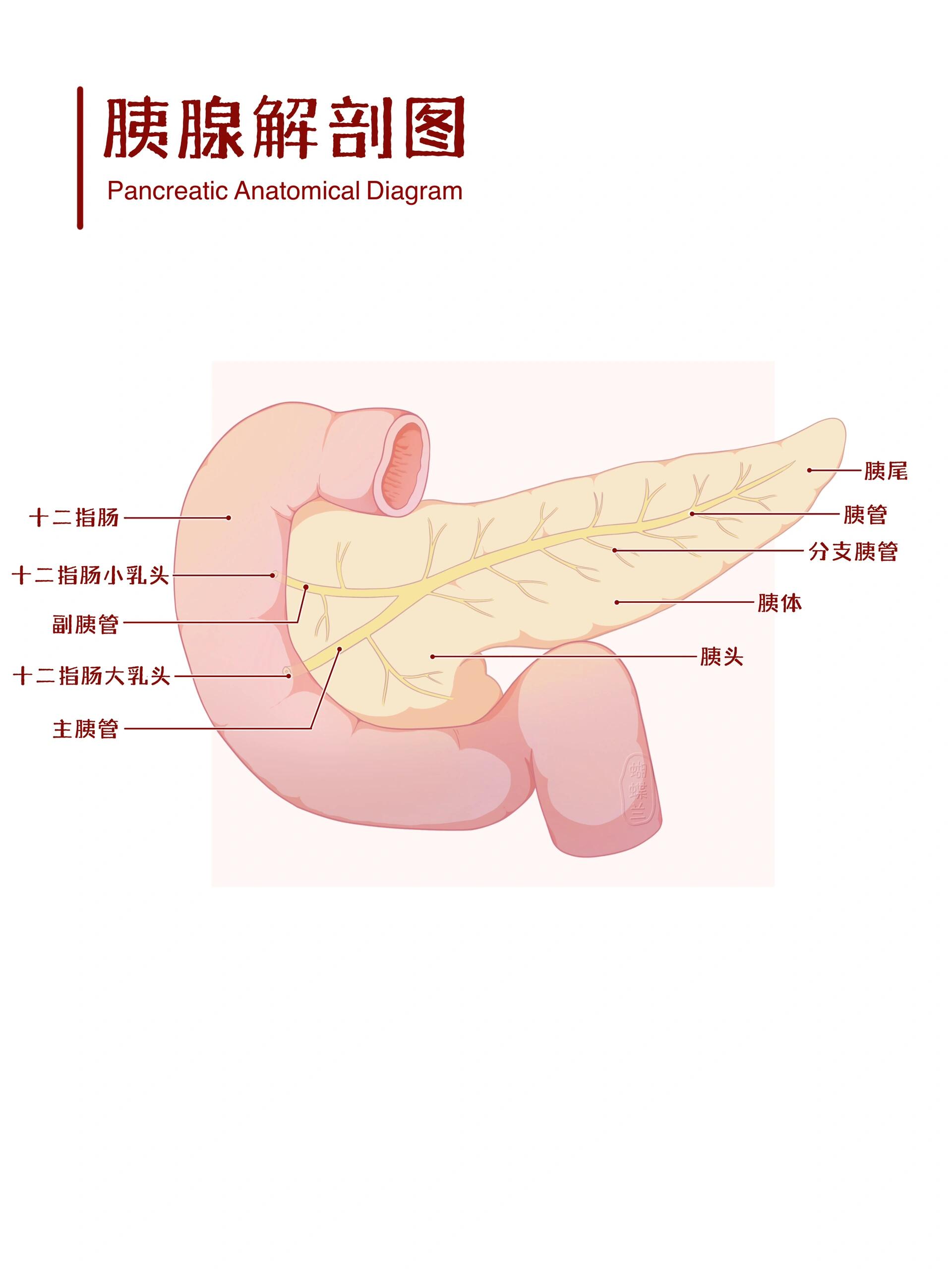 胰腺的分部图片