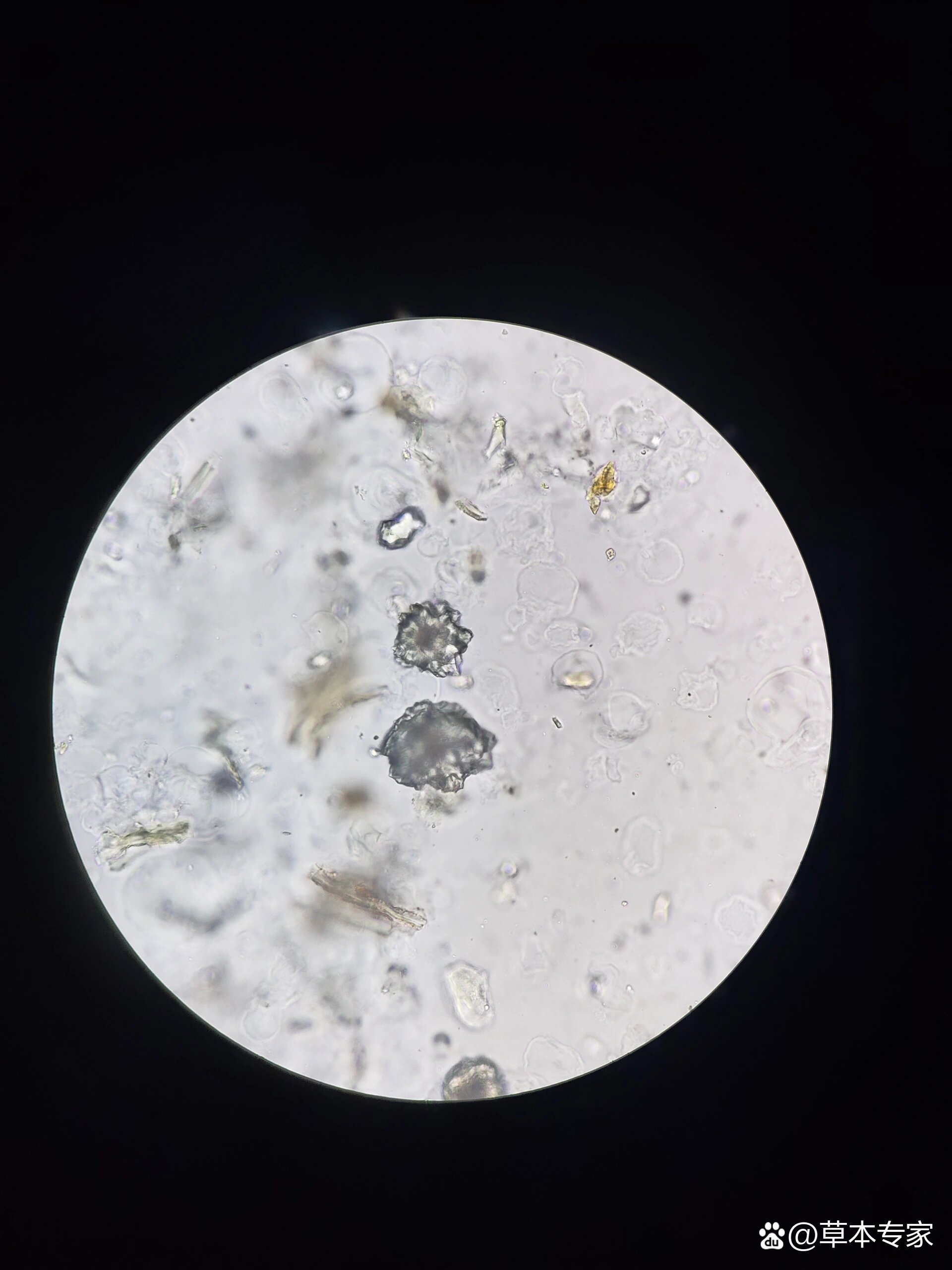 大黄粉末显微图