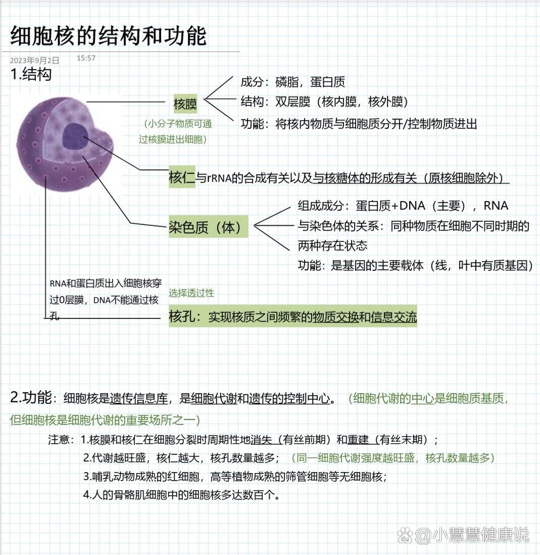 细胞核图片示意图图片