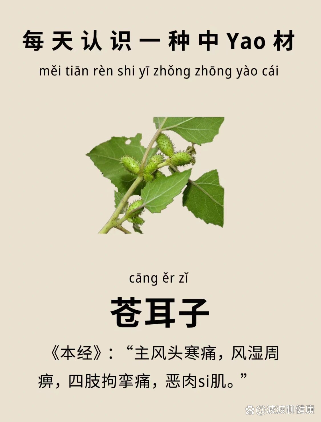 苍耳草别名图片