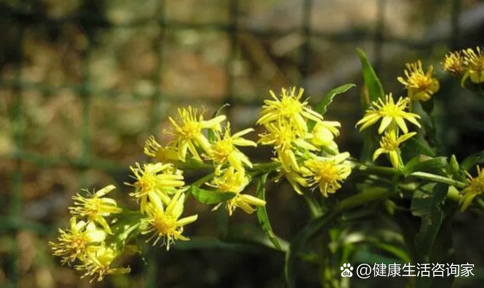 金锁匙草开花图片