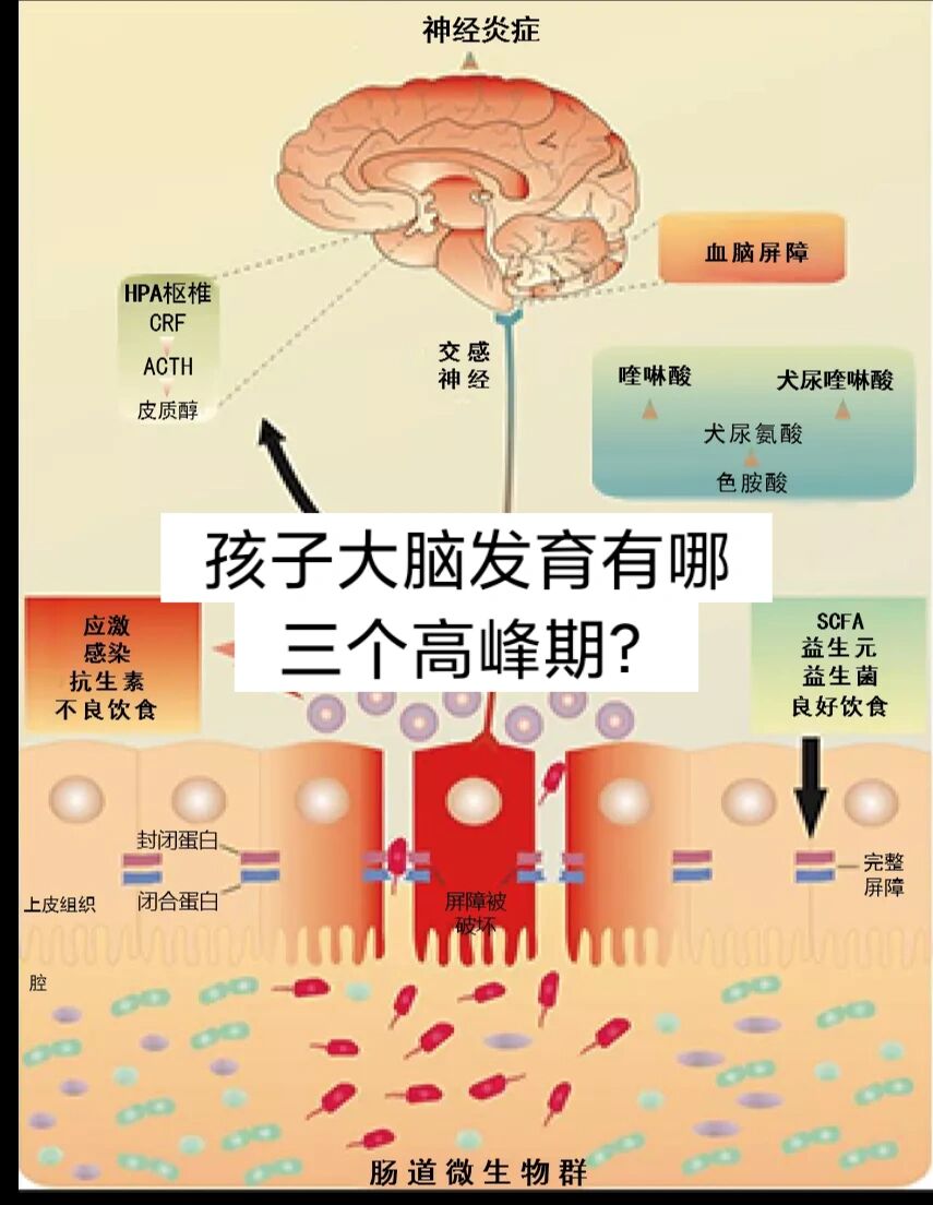 大脑的发育过程图解图片