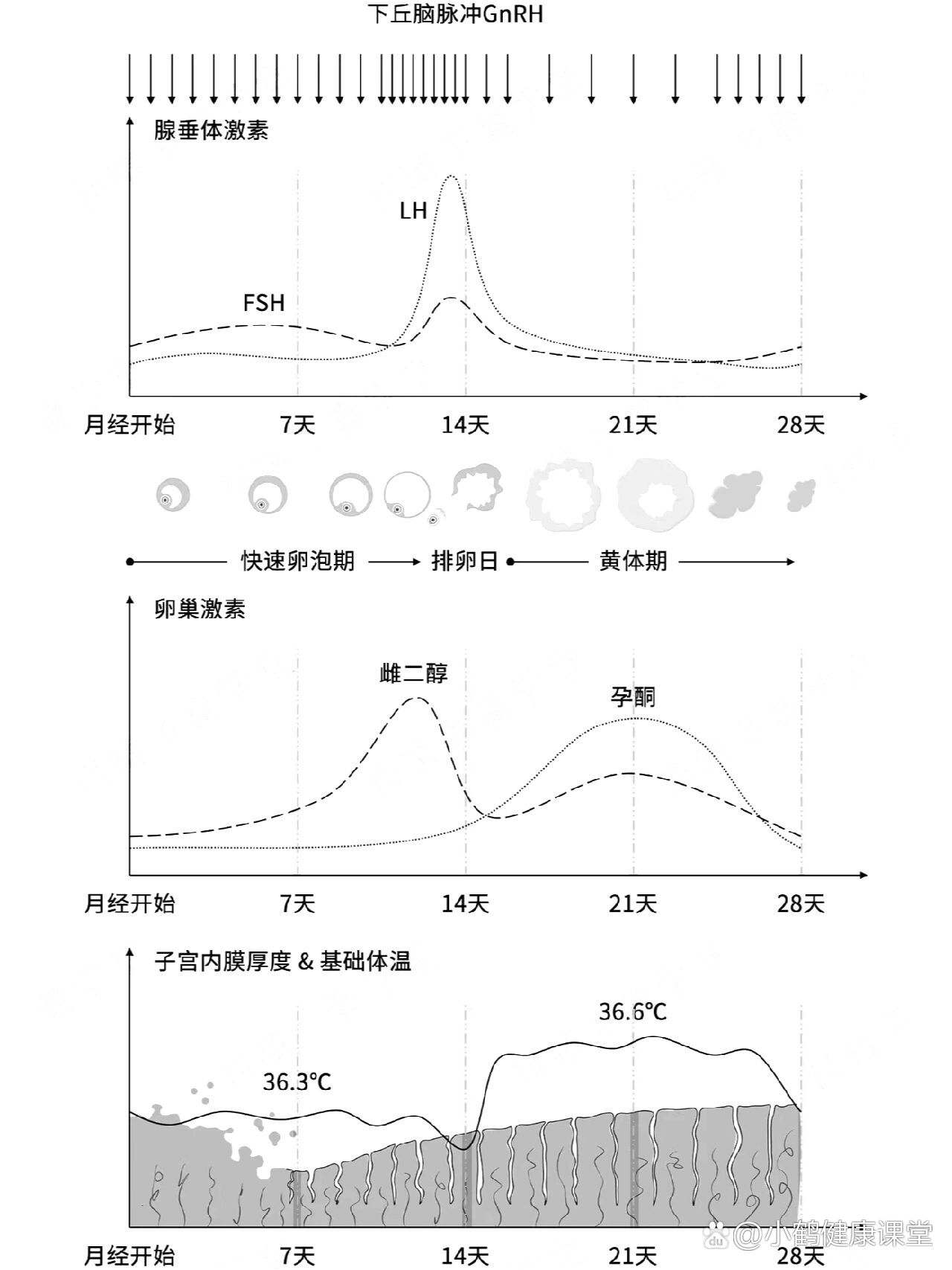 之——雌二醇很多女性朋友在月经第3~5天进行性激素六项的检查