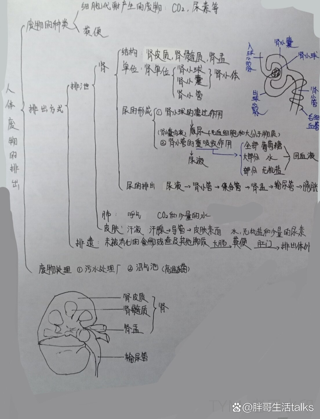 生物的排泄思维导图图片