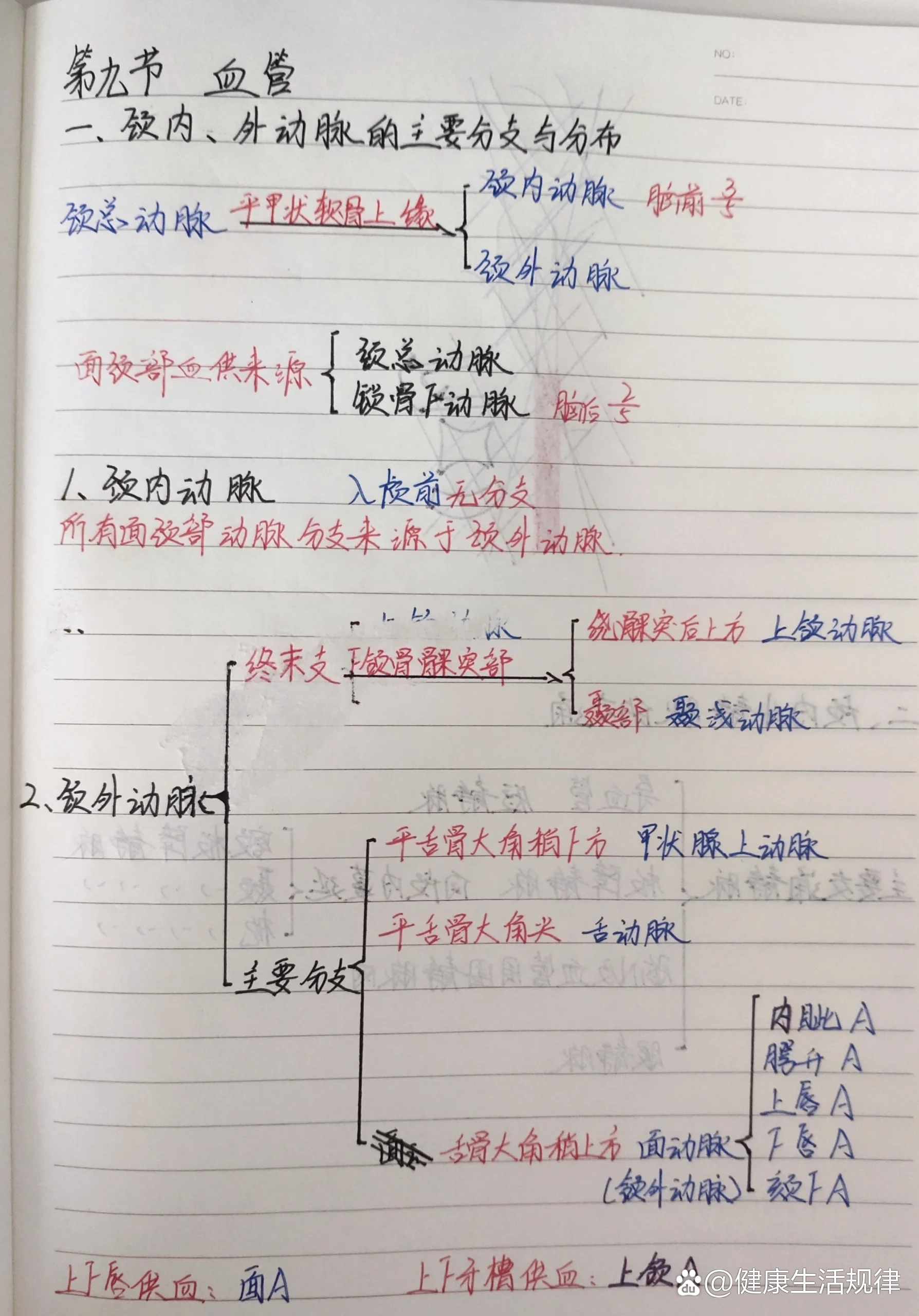 腋动脉的分段及分支图片