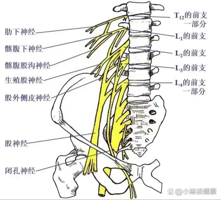 为什么要l4l5s1的突出最多?