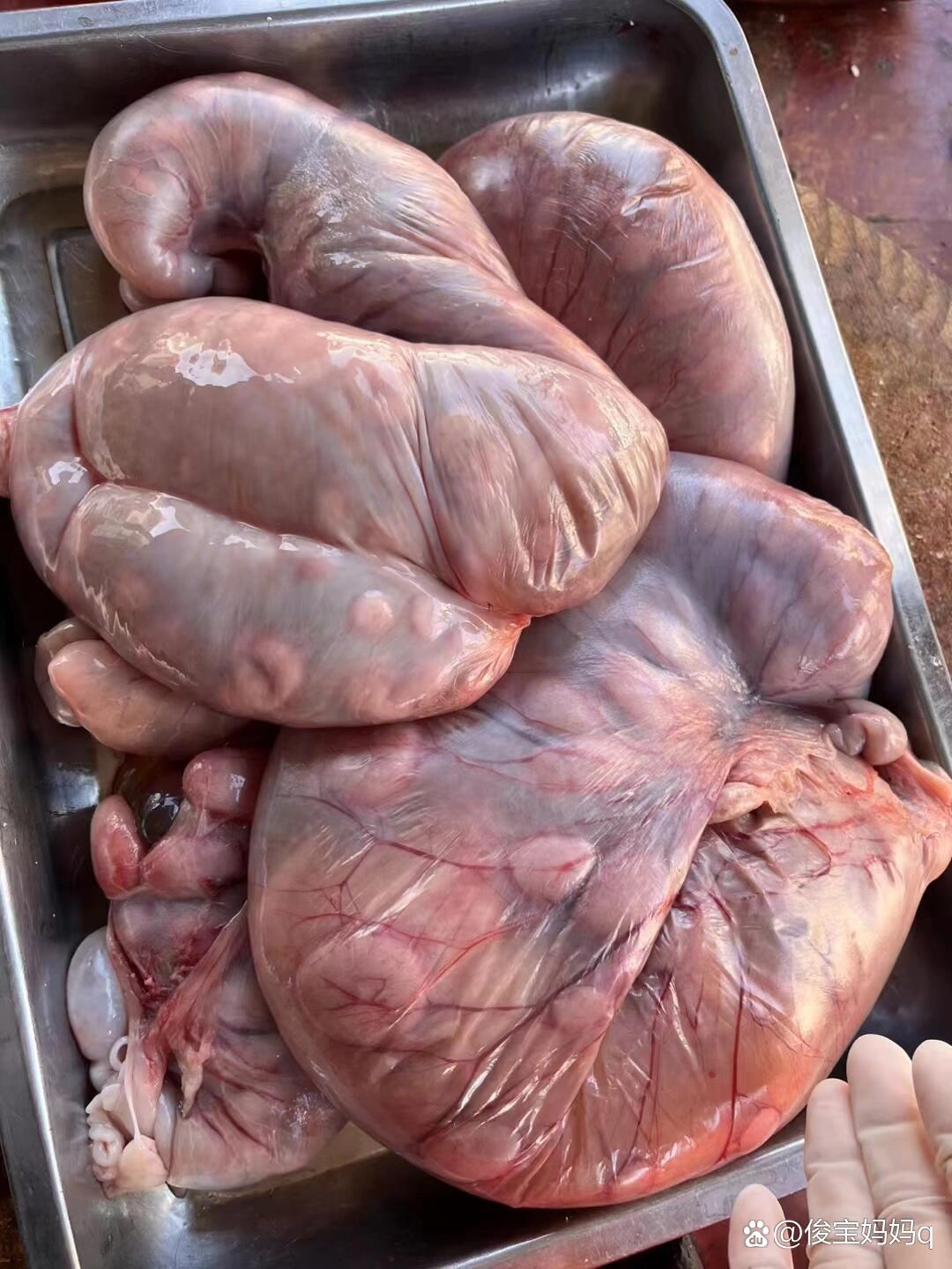 大补食材——羊胎盘,估计大部分人不敢吃