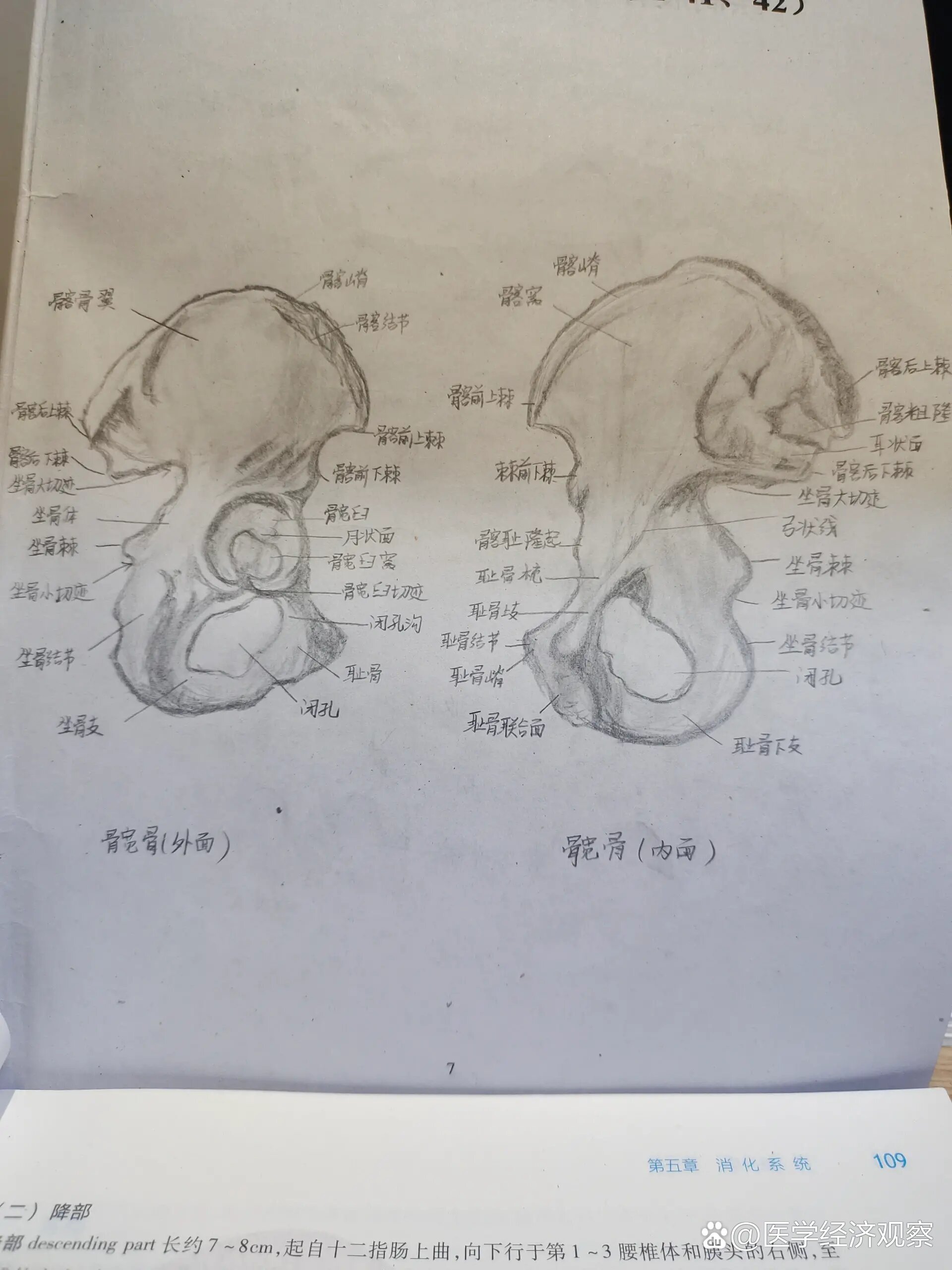 髋骨外面观解剖图图片