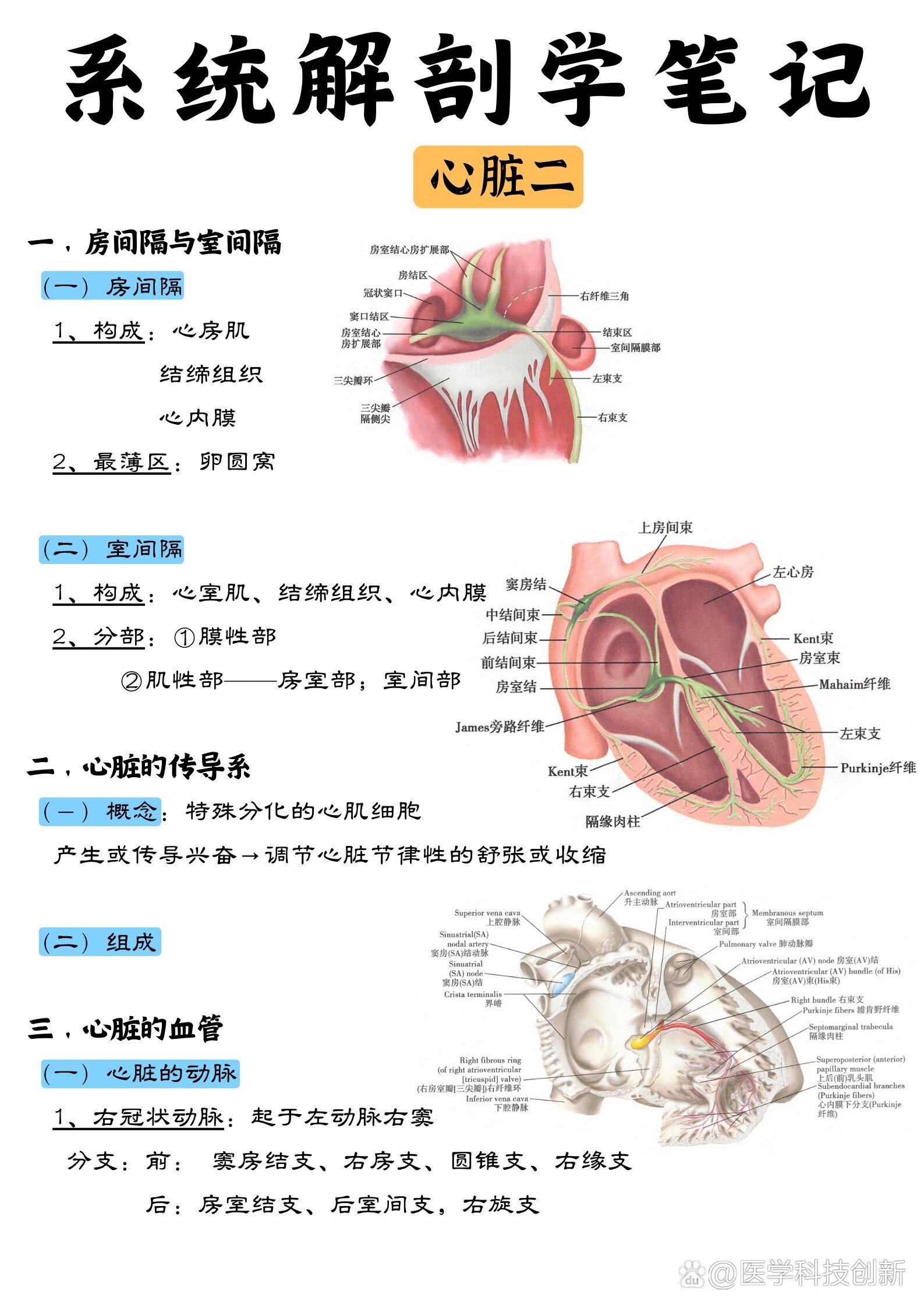 房室瓣半月瓣图片