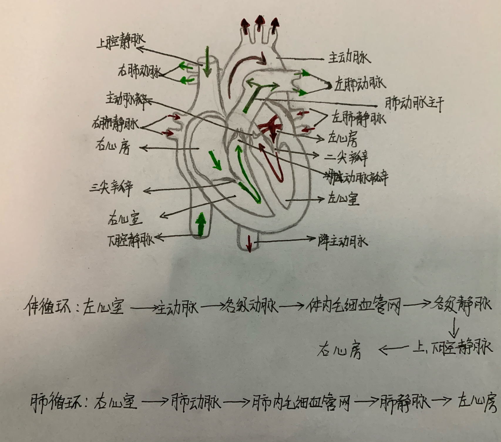 肺循环的路线图图片