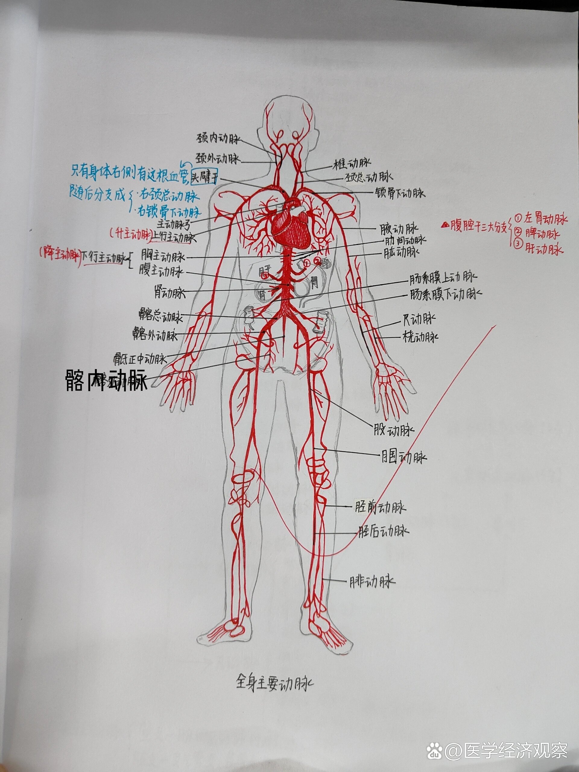 人体全身动脉思维导图图片