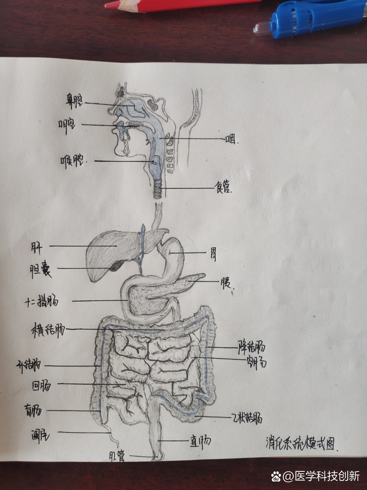 消化系统模式图手绘图图片