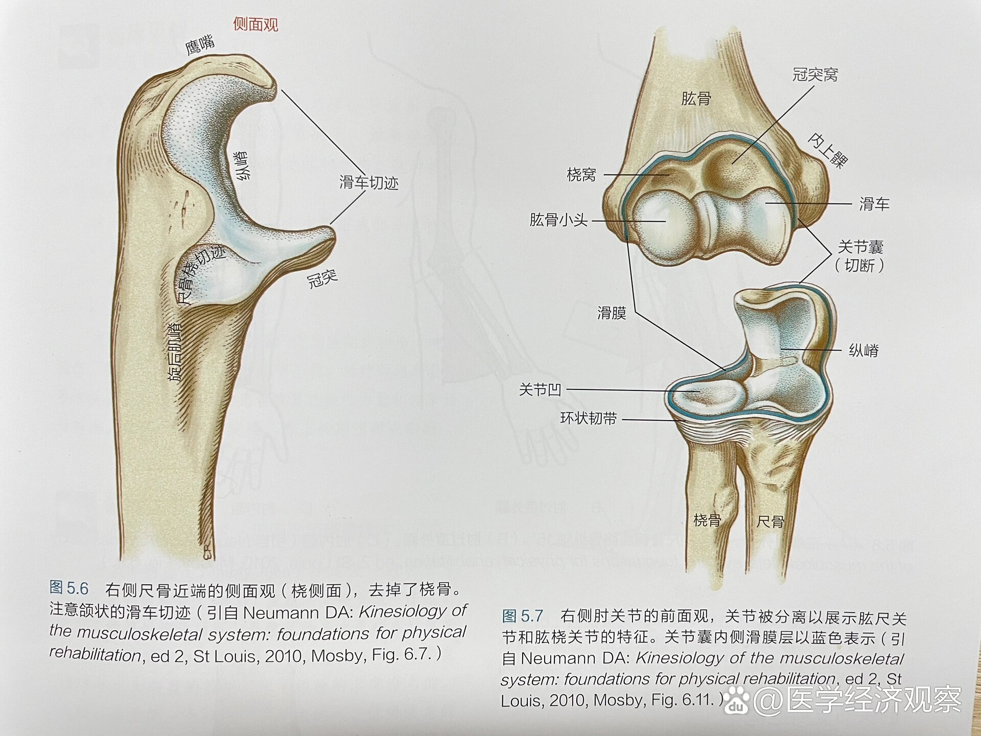 尺骨的解剖图图片