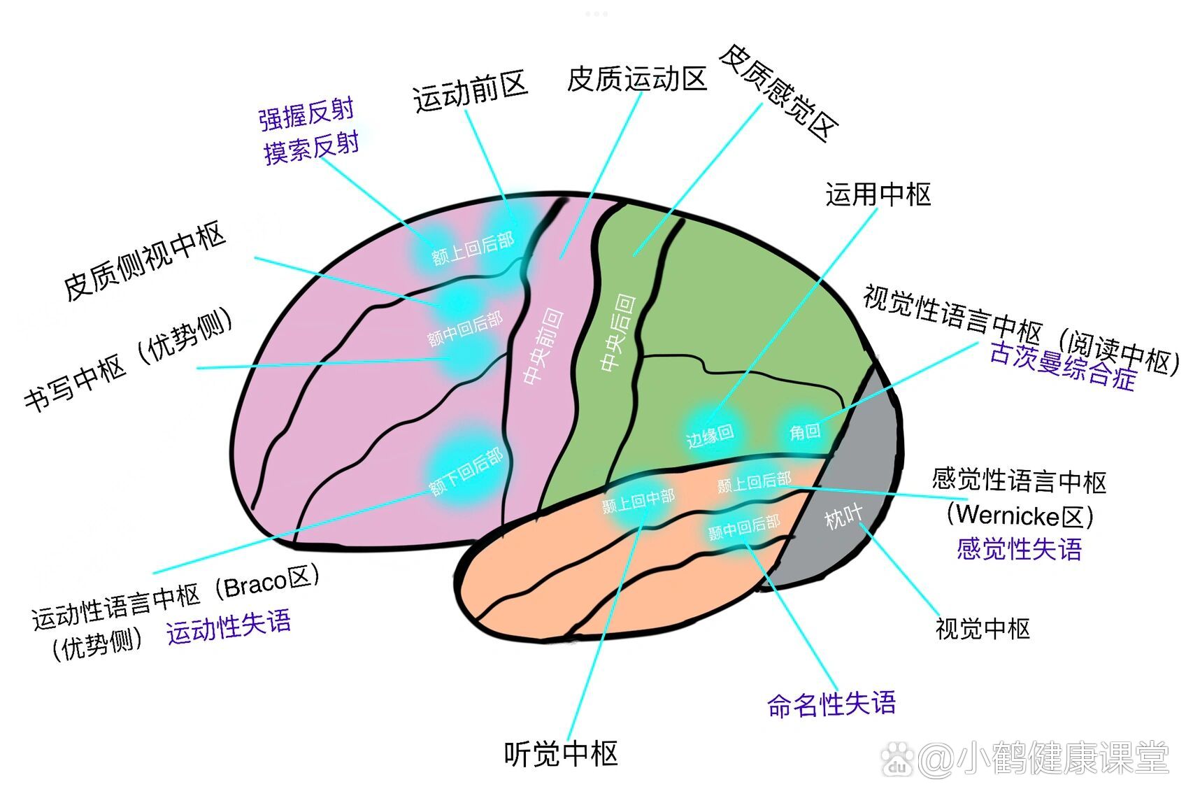 大脑皮质的功能定位图图片