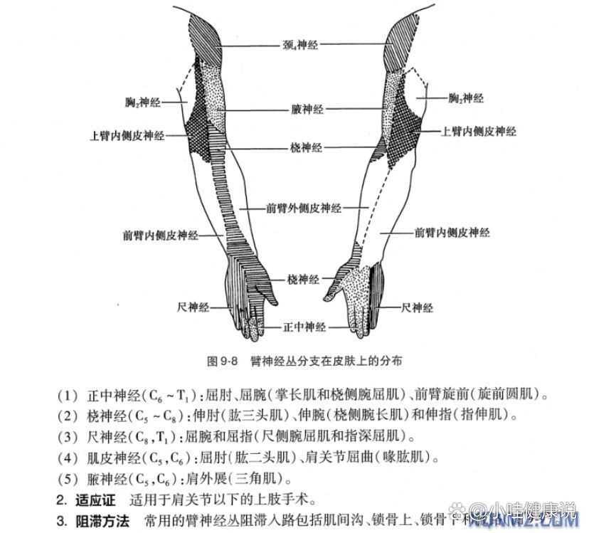 颈丛C1-4图片