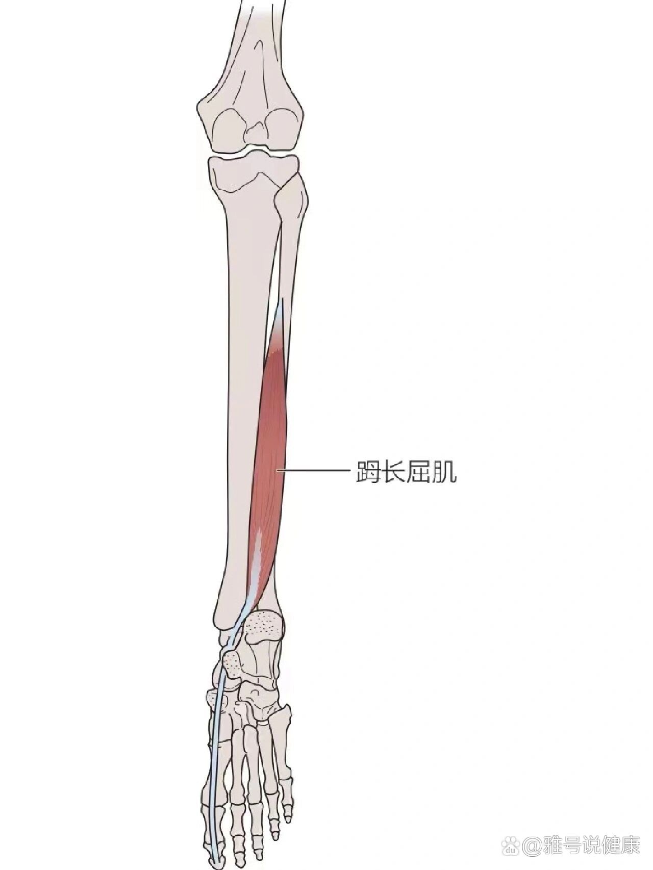 足部和踝部功能解剖学(拇长屈肌)