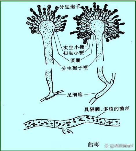 霉菌的形态结构图片