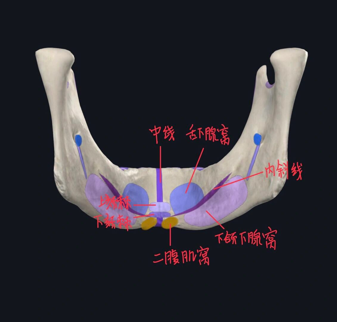 清楚这些窝旁边的骨性结构是什么