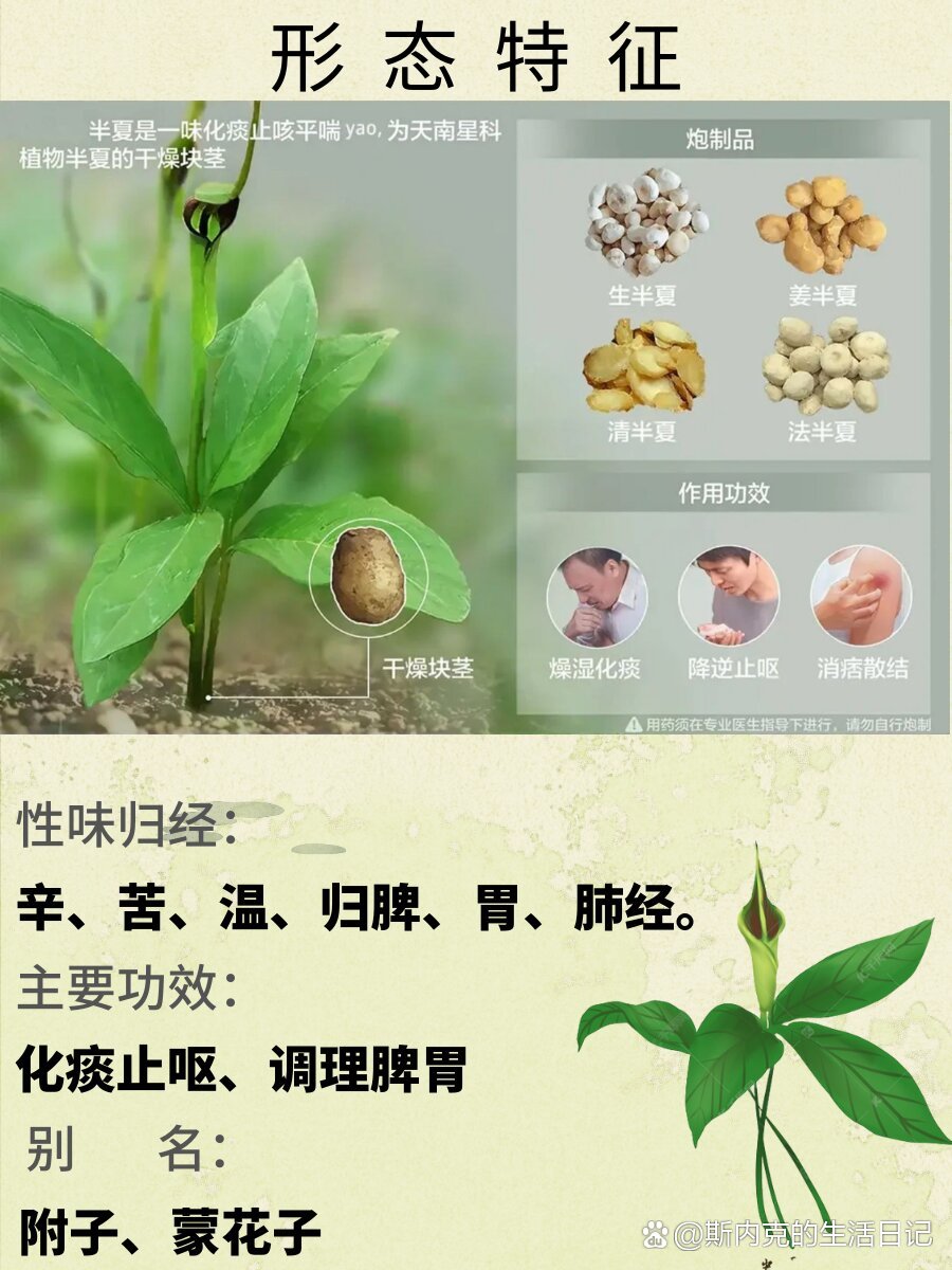 每天了解一味中草yao-半夏