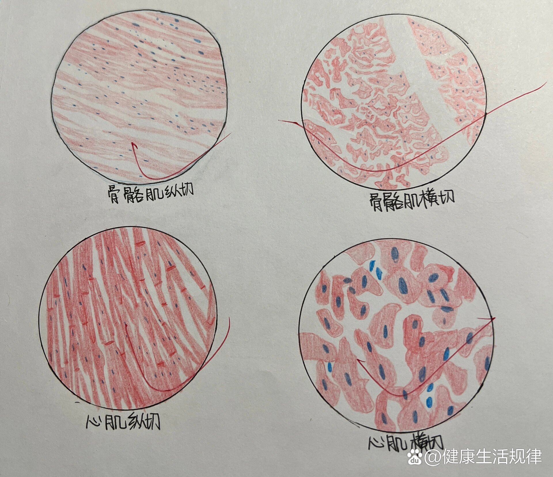 心肌细胞简图图片